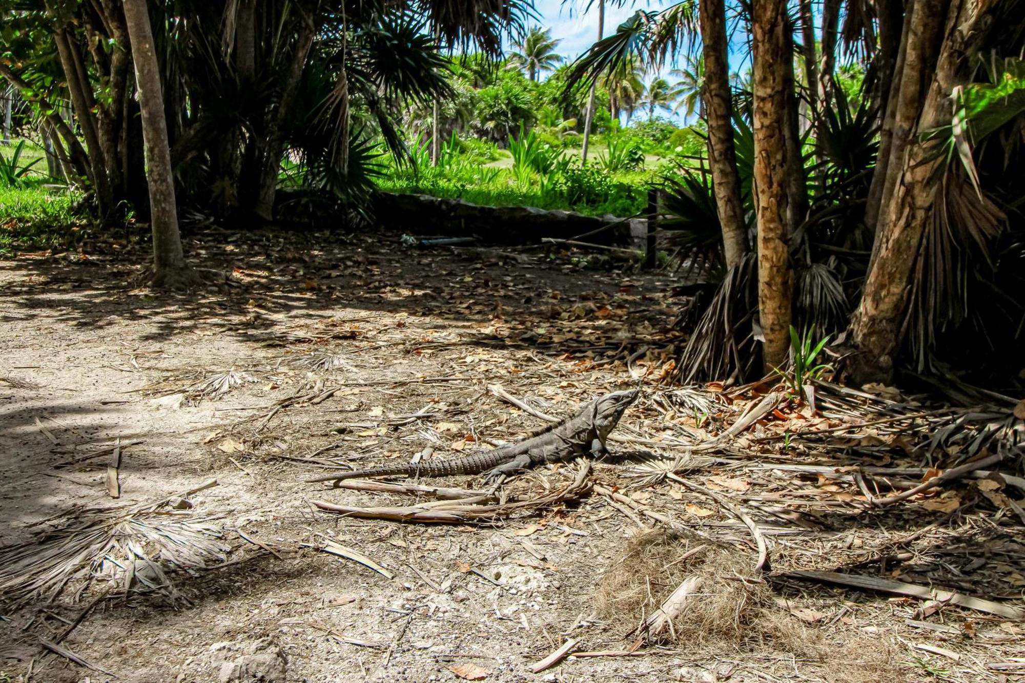 Villa Katalox At Aldea Zama Tulum Exteriör bild